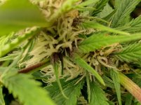 IMG_20241130_171454_HDR[1].jpg