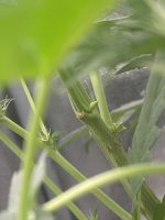 IMG_3215.jpg