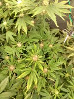 SSS1_1[1].jpg