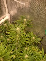 OZS1[1].jpg