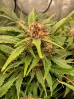 IMG_20241207_193716_HDR[1].jpg