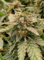 IMG_20241212_103819_HDR[1].jpg