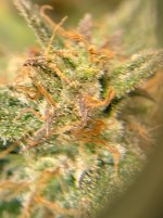 IMG_20241212_103745_HDR[1].jpg