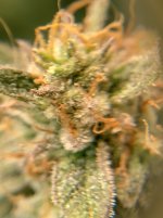 IMG_20241212_103719_HDR[1].jpg