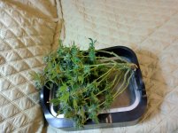 IMG_20241214_103156_HDR[1].jpg
