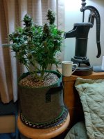 IMG_20241214_081219_MP[1].jpg
