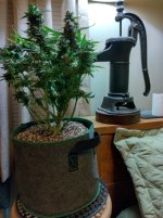 IMG_20241214_081206_MP[1].jpg