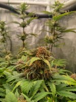 IMG_20241217_163034_HDR[1].jpg