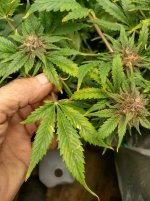 IMG_20241217_162056_HDR[1].jpg