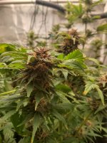 IMG_20241217_162035_HDR[1].jpg
