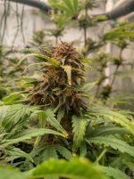 IMG_20241217_162027_HDR[1].jpg