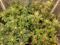 IMG_20241219_150959_HDR[1].jpg