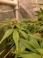 IMG_20241219_150918_HDR[1].jpg