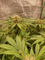 IMG_20241219_150913_HDR[1].jpg