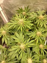 IMG_20241219_150906_HDR[1].jpg