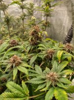 IMG_20241220_090730_HDR[1].jpg