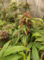 IMG_20241220_090746_HDR[1].jpg