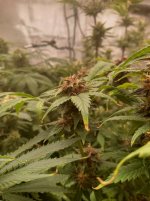 IMG_20241220_090750_HDR[1].jpg