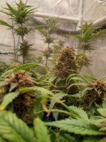 IMG_20241220_090759_HDR[1].jpg