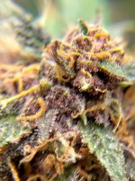 IMG_20241229_162018_HDR[1].jpg