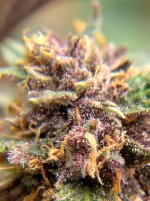 IMG_20241229_161917_HDR[1].jpg