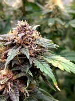 IMG_20241229_154152_HDR[1].jpg