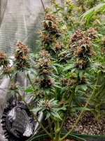 IMG_20241229_154134_HDR[1].jpg