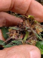 IMG_20241229_154042_HDR[1].jpg
