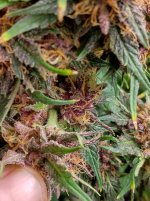 IMG_20241229_154026_HDR[1].jpg