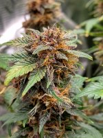 IMG_20241229_154008_HDR[1].jpg