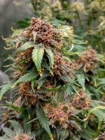 IMG_20241229_153959_HDR[1].jpg