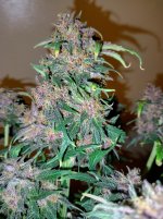 IMG_20250101_181151_HDR[1].jpg