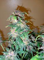 IMG_20250101_181144_HDR[1].jpg