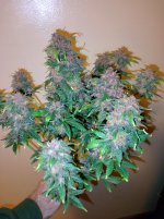IMG_20250101_181134_HDR[1].jpg