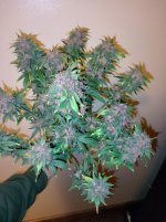 IMG_20250101_181123_HDR[1].jpg