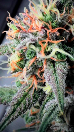 photo178657.png