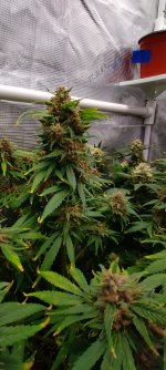 IMG_20250104_152936_HDR[1].jpg