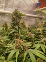 IMG_20250104_152855_HDR[1].jpg