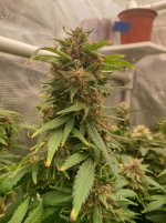 IMG_20250104_152839_HDR[1].jpg