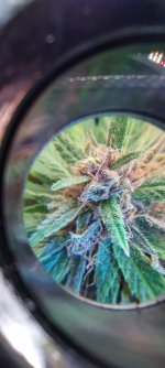 IMG_20250110_141018_HDR[1].jpg