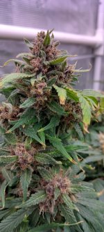 IMG_20250110_141050_HDR[1].jpg