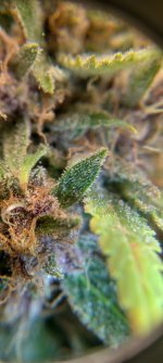 IMG_20250110_141117_HDR[1].jpg