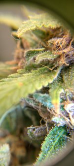 IMG_20250110_141122_HDR[1].jpg