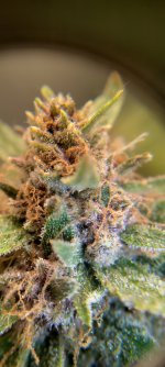 IMG_20250110_141128_HDR[1].jpg