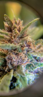 IMG_20250110_141138_HDR[1].jpg