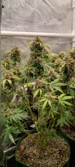 IMG_20250110_141235_HDR[1].jpg