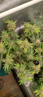 IMG_20250110_141248_HDR~2[1].jpg