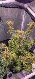 IMG_20250113_085936_HDR[1].jpg