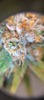 IMG_20250113_070840_HDR[1].jpg