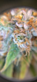 IMG_20250113_070836_HDR[1].jpg